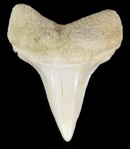 Mako Shark Tooth Fossil - Sharktooth Hill, CA #46822